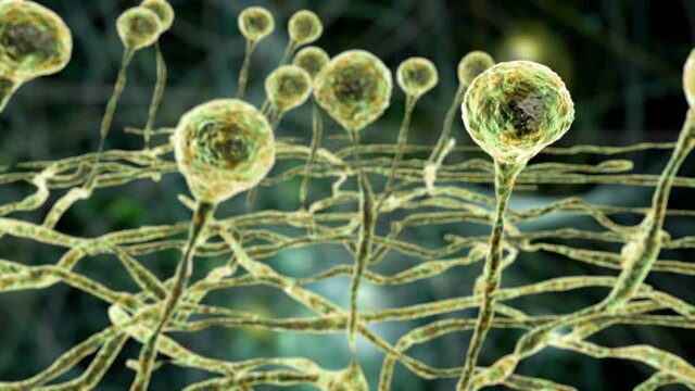 Mucor mold, black fungus, yellow fungus, 3D animation. Opportunistic fungi that cause mucormycosis involving skin, nasal sinuses, brain and lungs. Complication of Covid-19