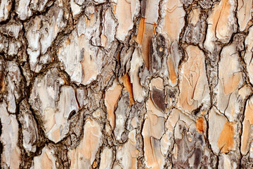 rustic wood bark texture background. Pine tree texture abstract backdrop. 