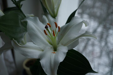 White lily flower in winter