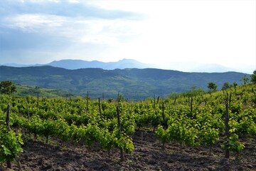 Fototapeta na wymiar wineyards in early summer in vegetative state with mountains in the background