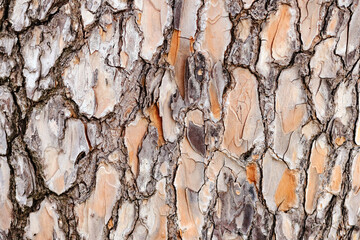rustic wood bark texture background. Pine tree texture abstract backdrop. 