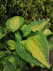 Hosta Brother Stefan with rounded ruffled leaves and golden center on background of huge coniferous...