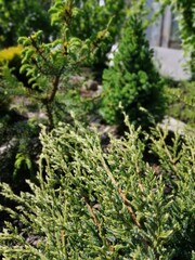 Blue Sanders spruce and Serbian Pendula spruce with new spring vegetation next to Chinese juniper on a mulched bed on a sunny summer day
