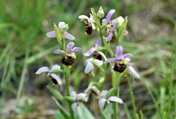 Blühender Hummel-Ragwurz auf einer Frühlingswiese