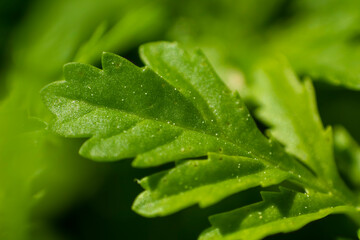 green seedlings in spring indoors. closeup
