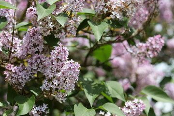 Colorful purple flower on blurry background