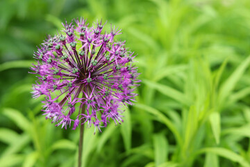 Colorful purple flower on blurry background