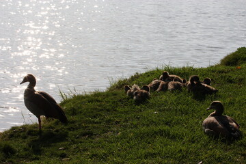 Egyptian goose (Alopochen aegyptiaca). A family of the birds on the grass near the lake before sunset