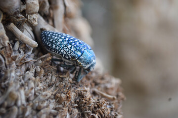 close up of wild insect on flowers. animal bug flora bloom outdoors, ladybug macro nature plant seasonal background wallpaper
