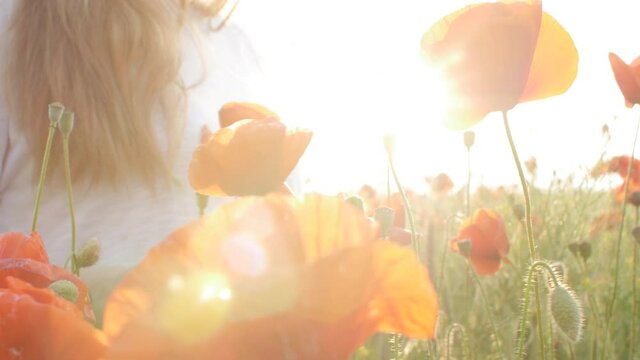 female hand touching flowers of red blooming poppies, romantic girl relaxing in wild poppy field at sunset, summer leisure