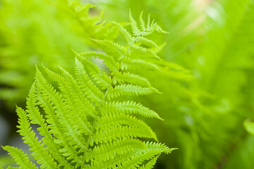 A young green fern leaf close-up. macro. Spring, summer, flowering. nature. Caring for plants. tropics. background