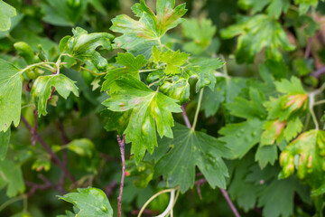 Currant leaves affected by Anthracnose. Fruit tree diseases and pest control