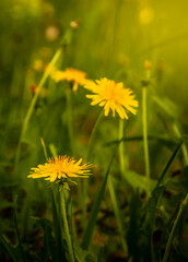 Blooming dandelion in May on a sunny day
