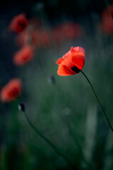 Small, bright red flowers.A young, small, field poppy is swaying in the wind.Dark, blurred background, bright, delicate flower.