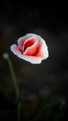 Bright, juicy, May 
flowers.Dark background, bright, delicate flower.A rare decorative poppy...
