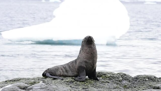 Antarctic fur seal close up on beach