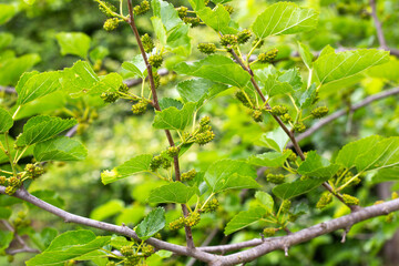 Green unripe mulberry berries. Gardening and plant care