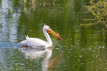 American White Pelican Swims in a Easternl Oregon Lake