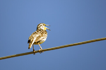 Western Meadowlark Sings His Heart Out on a Fence Wire