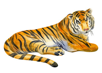 Fototapeta na wymiar Watercolor tiger on an isolated white background. Wild animal illustration.