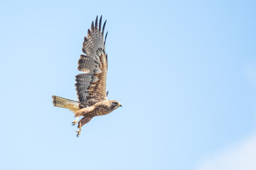 Swainson's Hawk Caught Mid-Flap after Take-Off