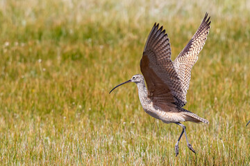 Long-Billed Curlew Shorebird Takes Flight