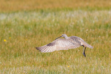 Long-Billed Curlew Shorebird Takes Flight