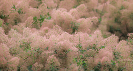 bush with flowering pink plant,scumpia tree - Powered by Adobe