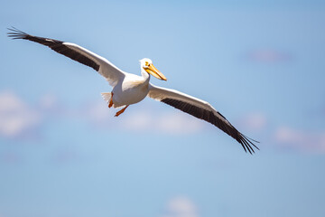 Fototapeta na wymiar American White Pelican in Graceful Soaring Flight