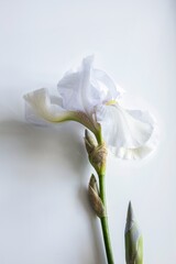 Obraz premium White iris flower on white backgound closeup