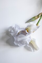 White iris flower  on white backgound closeup