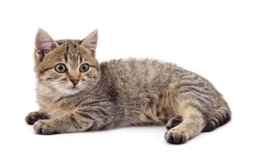 Little gray kitten .