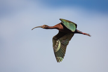 White-Faced Ibis Flying in the Wind at Malheur NWR