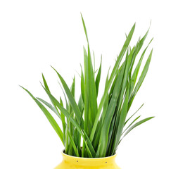 Bunch of green grass in weight.