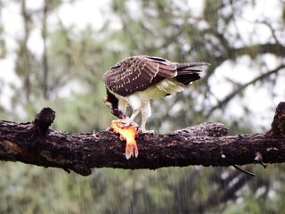Osprey Eating a Goldfish