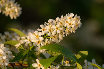 Blooming bird cherry tree flowers on a sunny spring evening