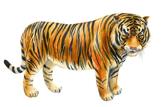 Tiger on an isolated white background. Watercolor illustration, cute animal