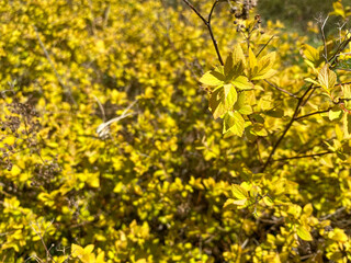 Beautiful little yellow flowers or bushes in a flower bed. Texture. The background