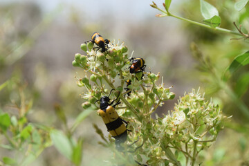 close up of wild insect on flowers. animal bug flora bloom outdoors, ladybug macro nature plant seasonal background wallpaper
