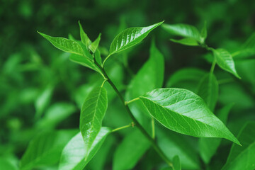 Juicy green foliage of young plants in the forest.