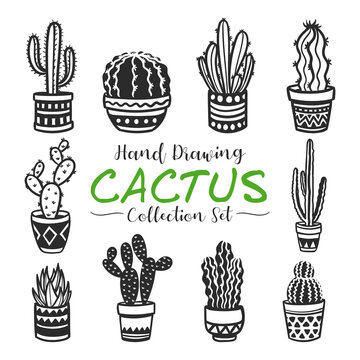 hand drawn cactus vector collection