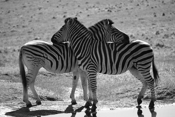 Zebras showing there love captured in Addo National Park South Africa 