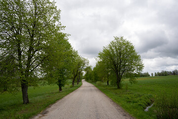 Fototapeta na wymiar Asphalt road in the countryside where trees grow along the edge, which have just bloomed green leaves in spring
