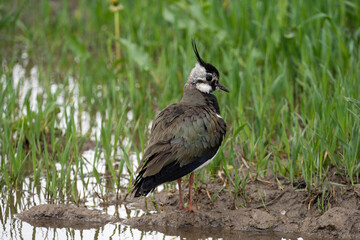 A bird stands on a meadow near a puddle
