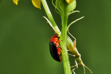 A macro image of an adult Shiny Flea Beetle Asphaera lustrans. Texas