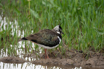 A bird stands on a meadow near a puddle