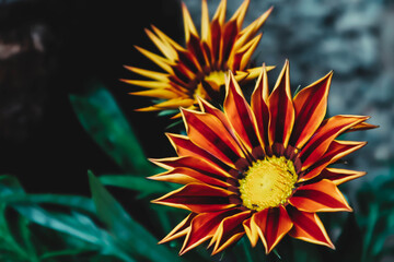 yellow and red flower