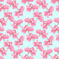 Branches and flowers of pink bougainvillea.