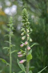 Knospen eines Wolligen Fingerhuts im Frühjahr
