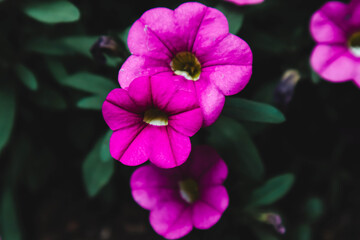 pink and purple flower